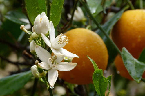 Appelsiinin kukkavesi | LUOMU