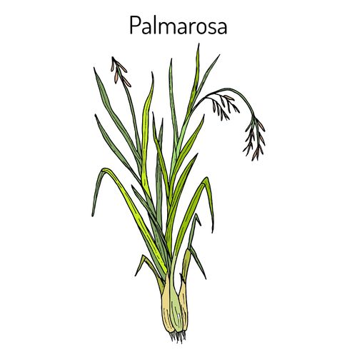 Palmarosa | eteerinen öljy