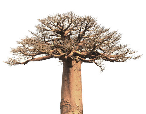 Baobab | kasviöljy