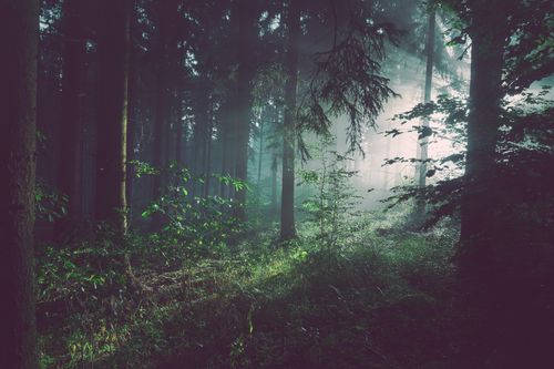 Metsän henkäys | tuoksuöljy